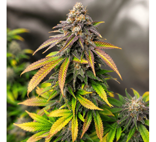Королева мрій (Auto.Fem.) 1 шт. / Dream Queen 2026 